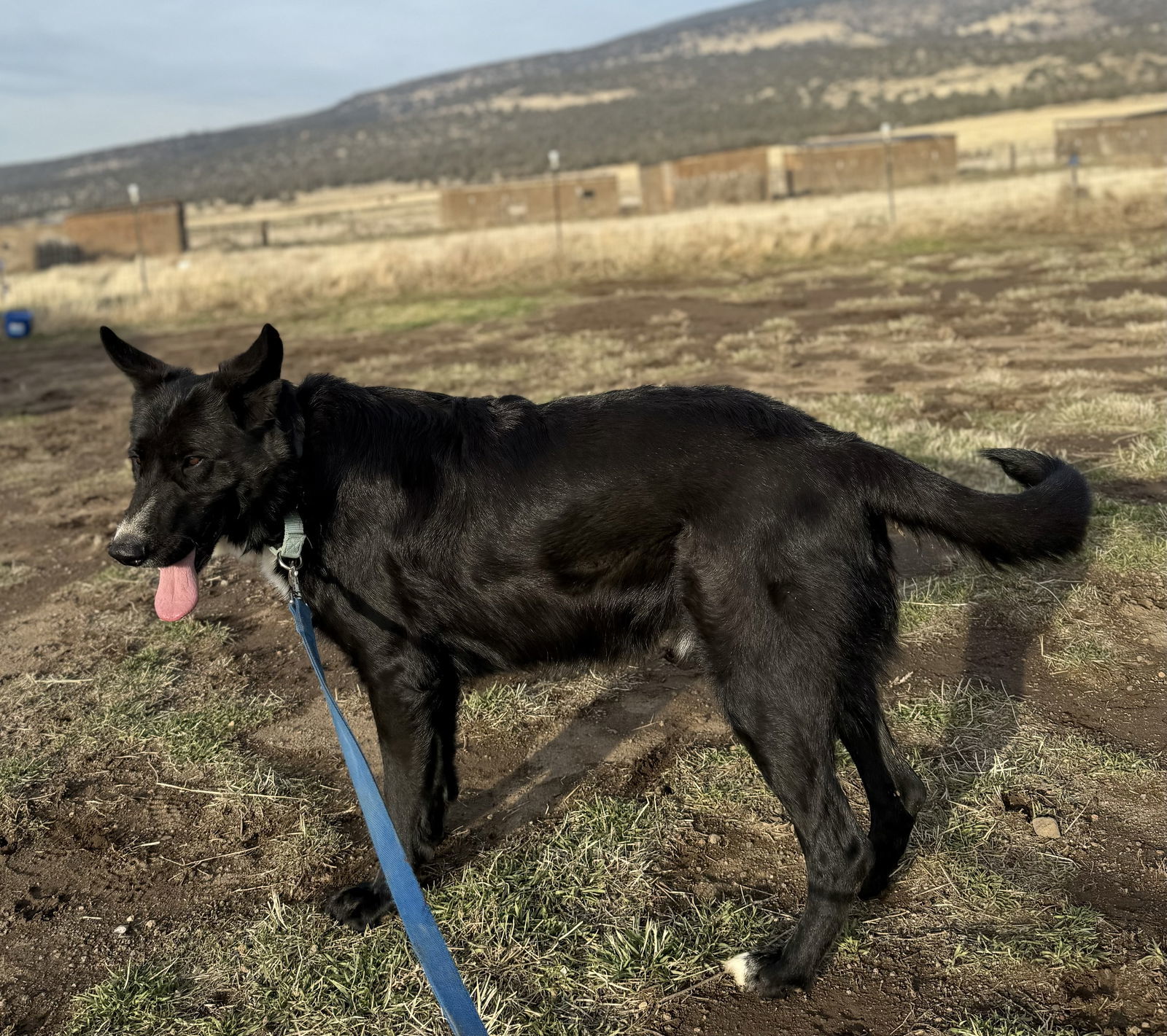 Kansas, an adoptable Anatolian Shepherd, German Shepherd Dog in Yreka, CA, 96097 | Photo Image 3