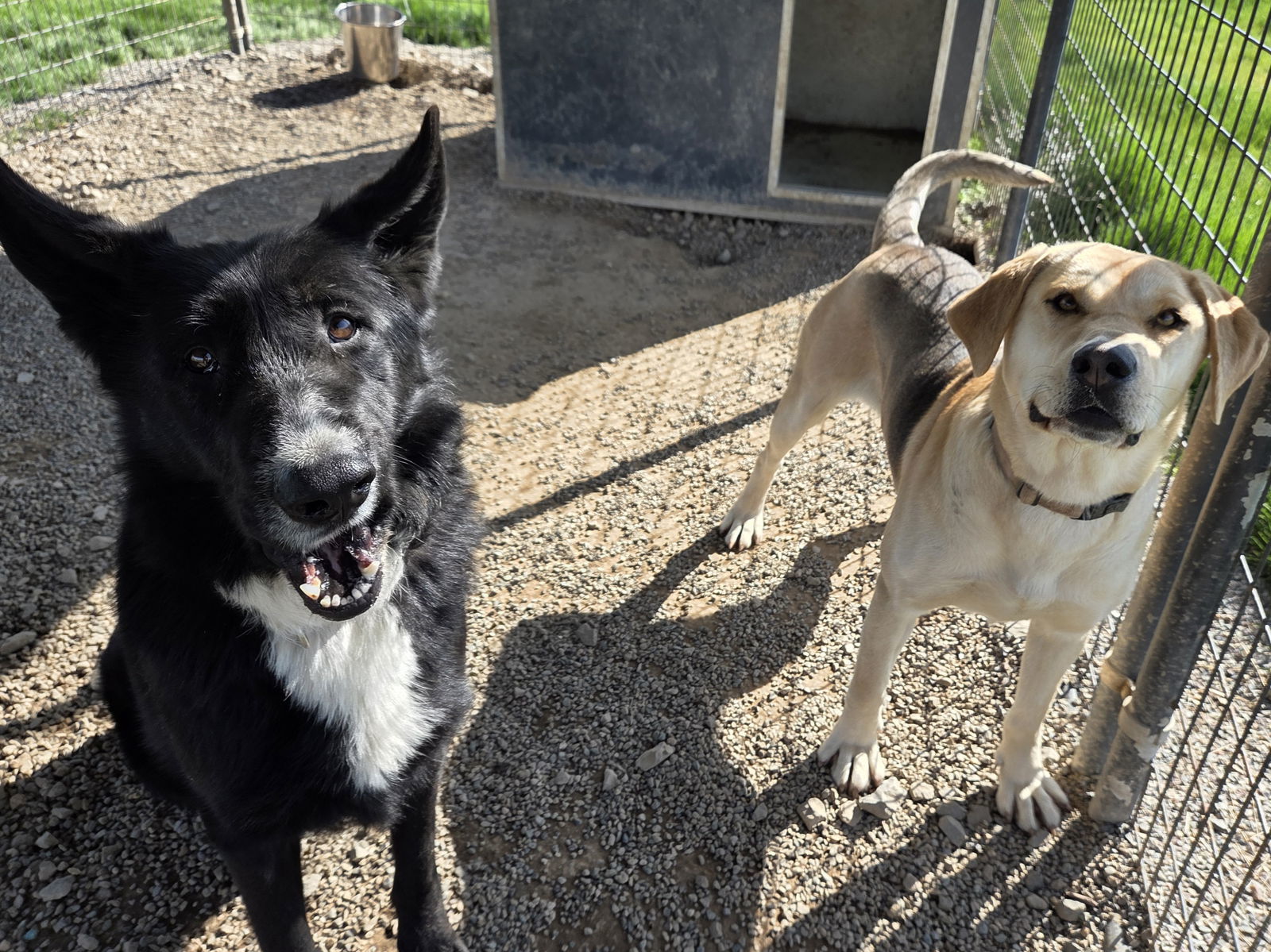 Kansas, an adoptable Anatolian Shepherd, German Shepherd Dog in Yreka, CA, 96097 | Photo Image 3