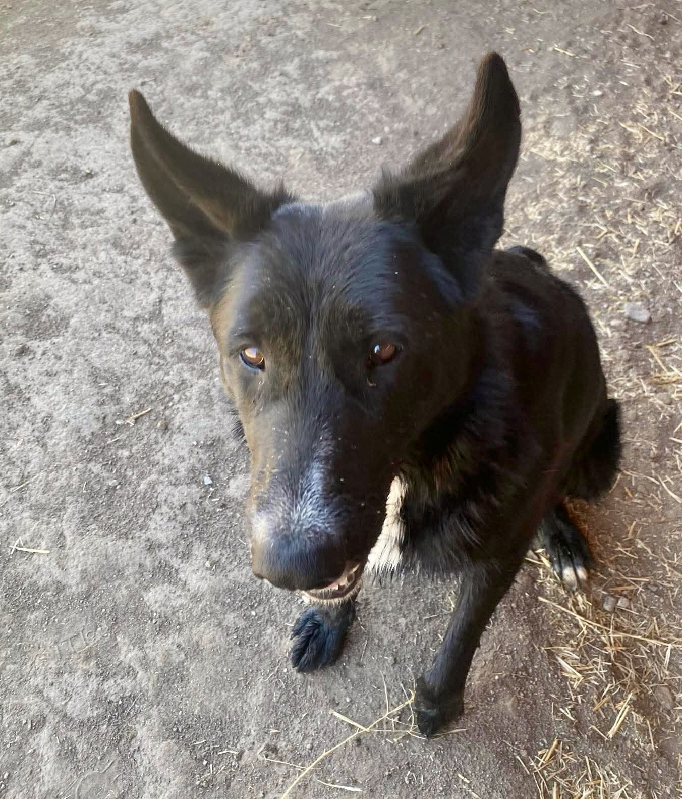 Kansas, an adoptable Karelian Bear Dog, Shepherd in Yreka, CA, 96097 | Photo Image 3