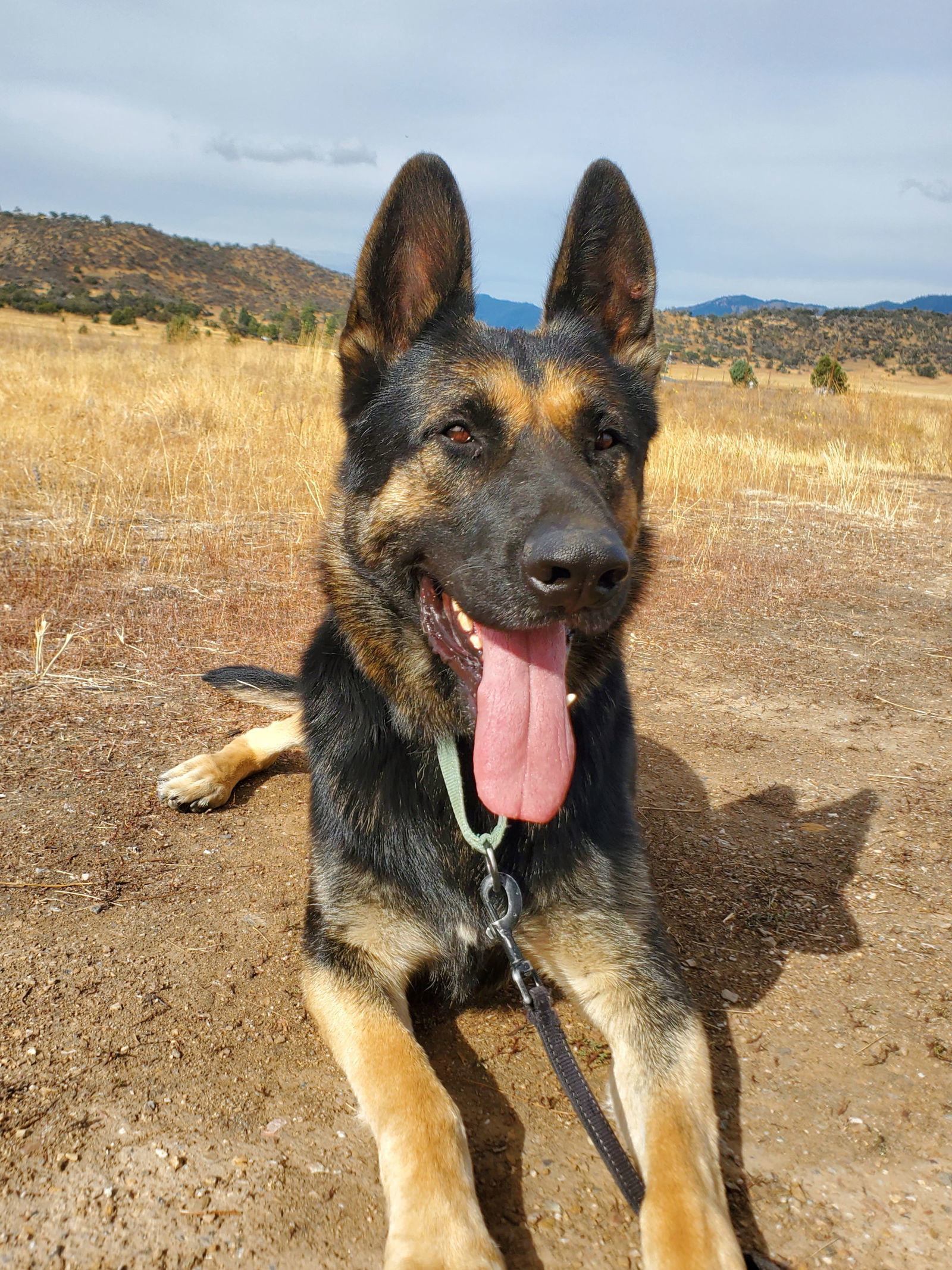 Credence, an adoptable German Shepherd Dog in Yreka, CA, 96097 | Photo Image 1