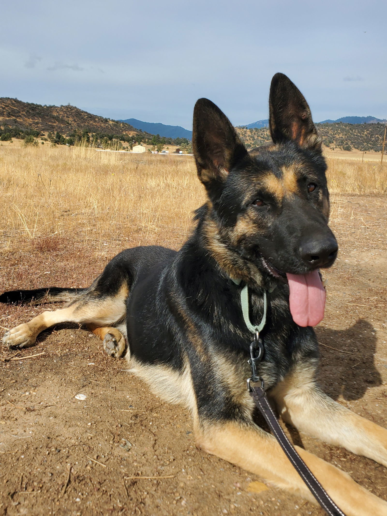 Credence, an adoptable German Shepherd Dog in Yreka, CA, 96097 | Photo Image 2