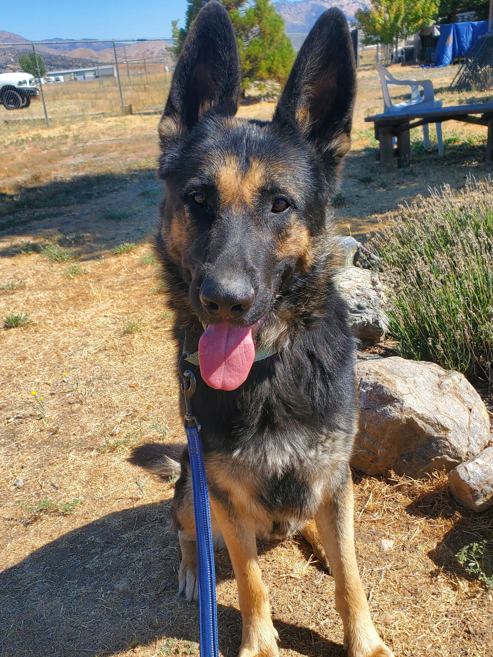 Credence, an adoptable German Shepherd Dog in Yreka, CA, 96097 | Photo Image 3