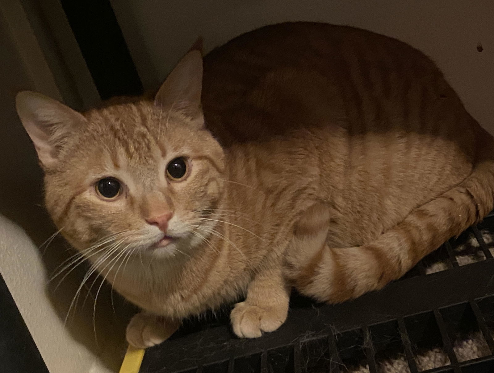 PEANUT BUTTER PB, an adoptable Domestic Short Hair in Chandler, AZ, 85249 | Photo Image 1
