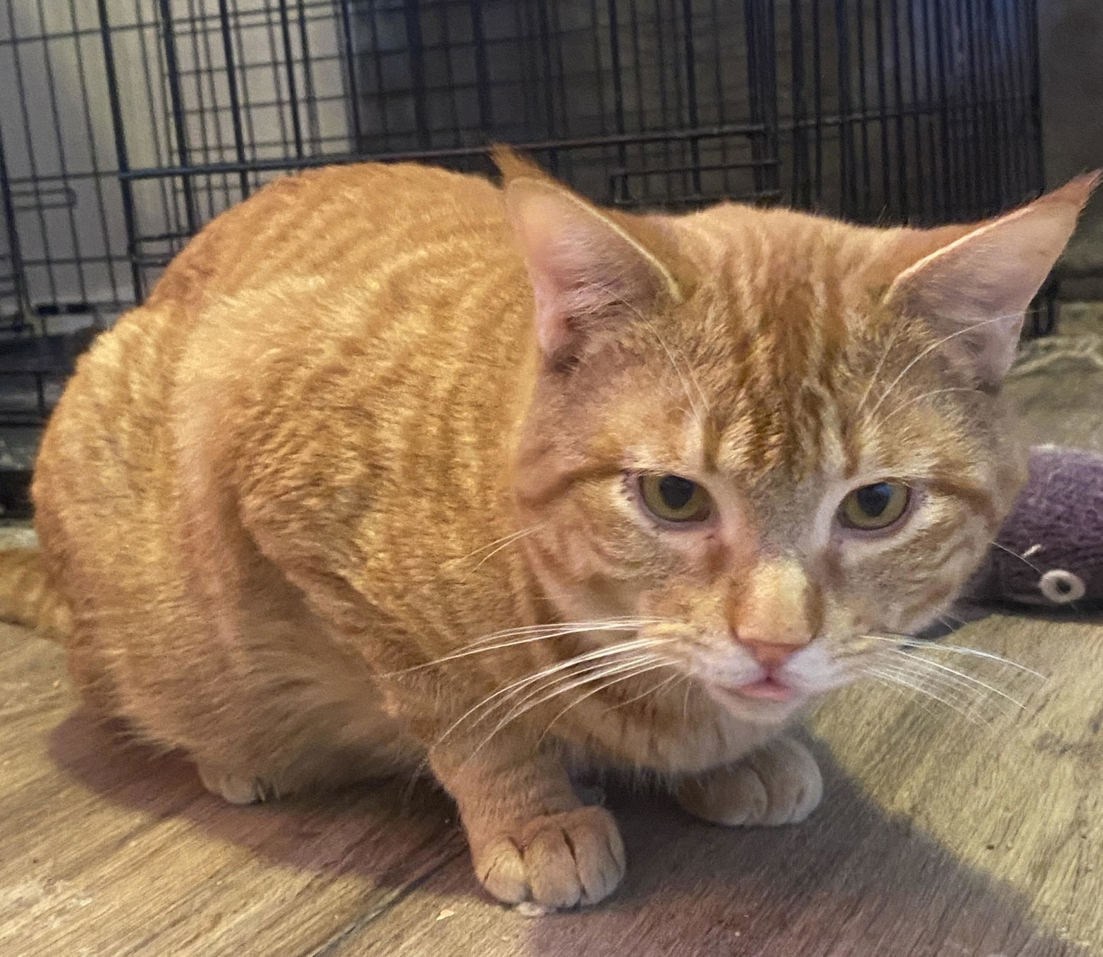 PEANUT BUTTER PB, an adoptable Domestic Short Hair in Chandler, AZ, 85249 | Photo Image 2