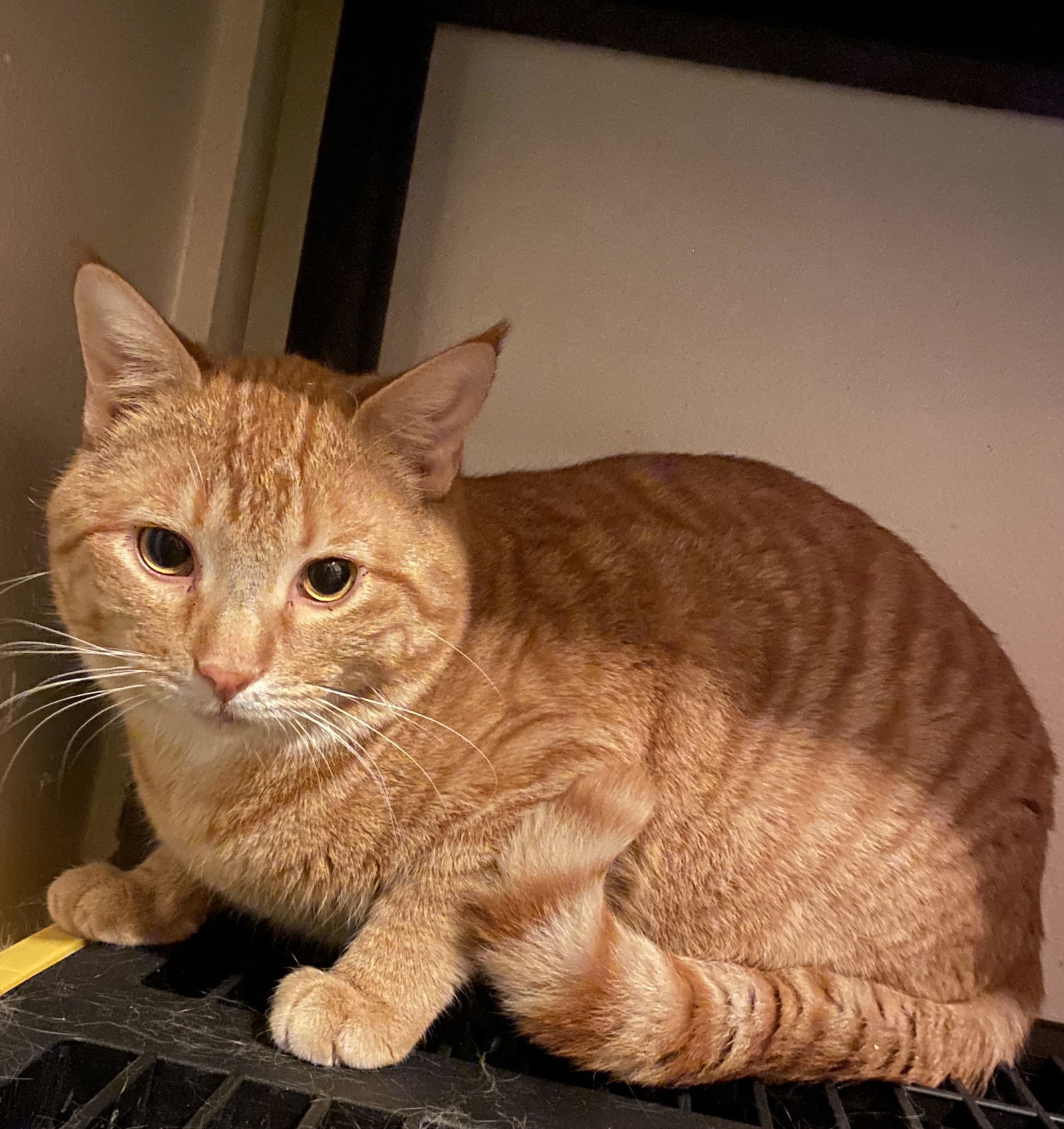 PEANUT BUTTER, an adoptable Domestic Short Hair in Chandler, AZ, 85249 | Photo Image 3