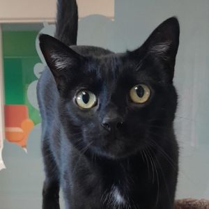 Hi My name is Salem and Im at the Santa Maria Campus Im a 7 year old female Domestic Shorthair