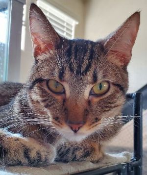 Tinker, Adult Male Domestic Short Hair
