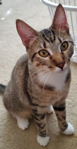 Tinker, an adoptable Domestic Short Hair in Glendale, AZ, 85305 | Photo Image 2