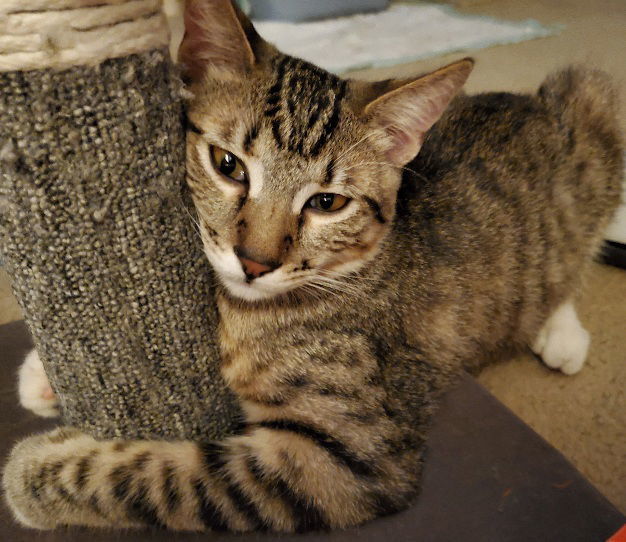 Tinker, an adoptable Domestic Short Hair in Glendale, AZ, 85305 | Photo Image 3