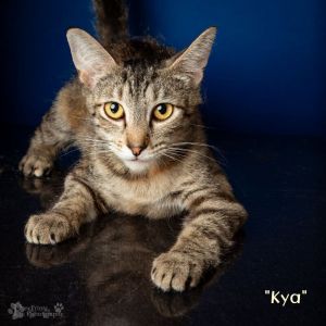 Kya Domestic Short Hair Cat