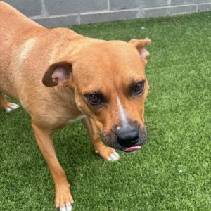 Bunny, Adult Female Yellow Labrador Retriever