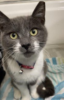 Viola is a beautiful gray tuxedo girl She has a kind gentle and loving soul She greets you with a