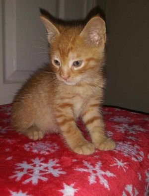 Meet Karl the charming orange tabby kitten whos ready to steal your heart This affectionate littl