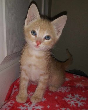 Meet Kion an adorable orange tabby boy with a gentle and protective heart While he may be more pas