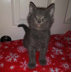 Say hello to Pix the irresistibly adorable fluffy gray kitten whos a little bu