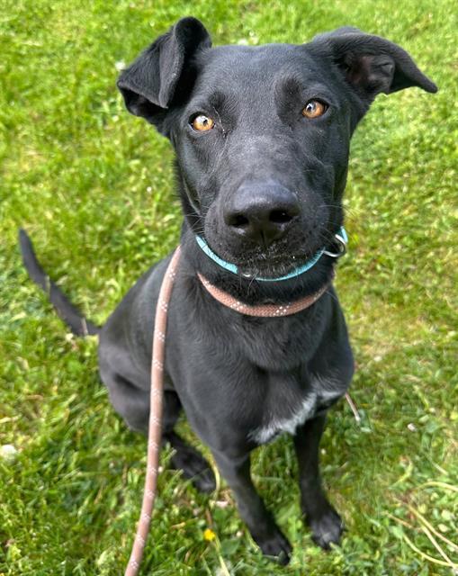 PARDI, an adoptable Labrador Retriever, Mixed Breed in Ogden, UT, 84404 | Photo Image 1