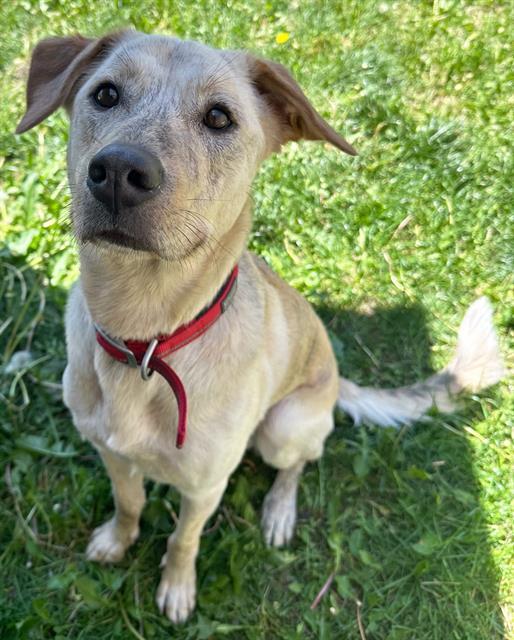 MONTE, an adoptable Labrador Retriever, Catahoula Leopard Dog in Ogden, UT, 84404 | Photo Image 1