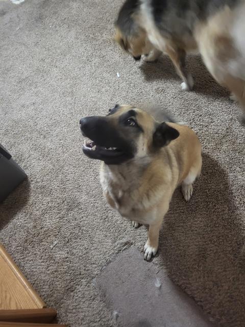 MOCHA, an adoptable Belgian Shepherd / Malinois in Ogden, UT, 84404 | Photo Image 1