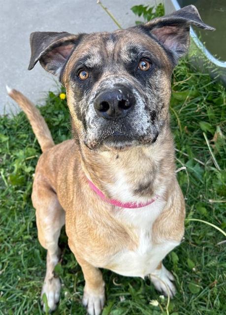 LOKI, an adoptable Catahoula Leopard Dog, Mixed Breed in Ogden, UT, 84404 | Photo Image 1