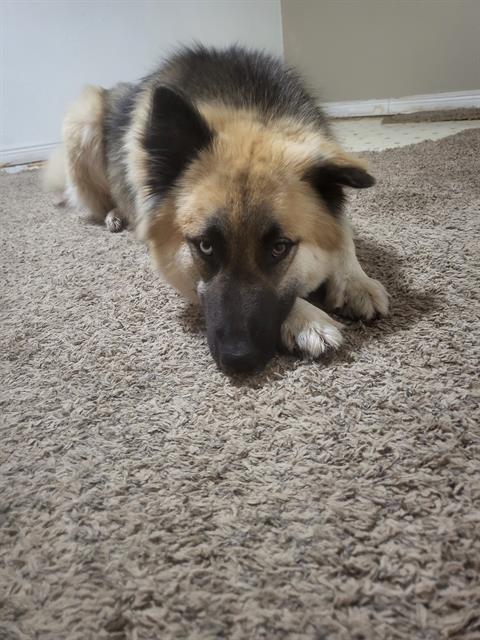 BERTHA, an adoptable German Shepherd Dog, Alaskan Malamute in Ogden, UT, 84404 | Photo Image 1