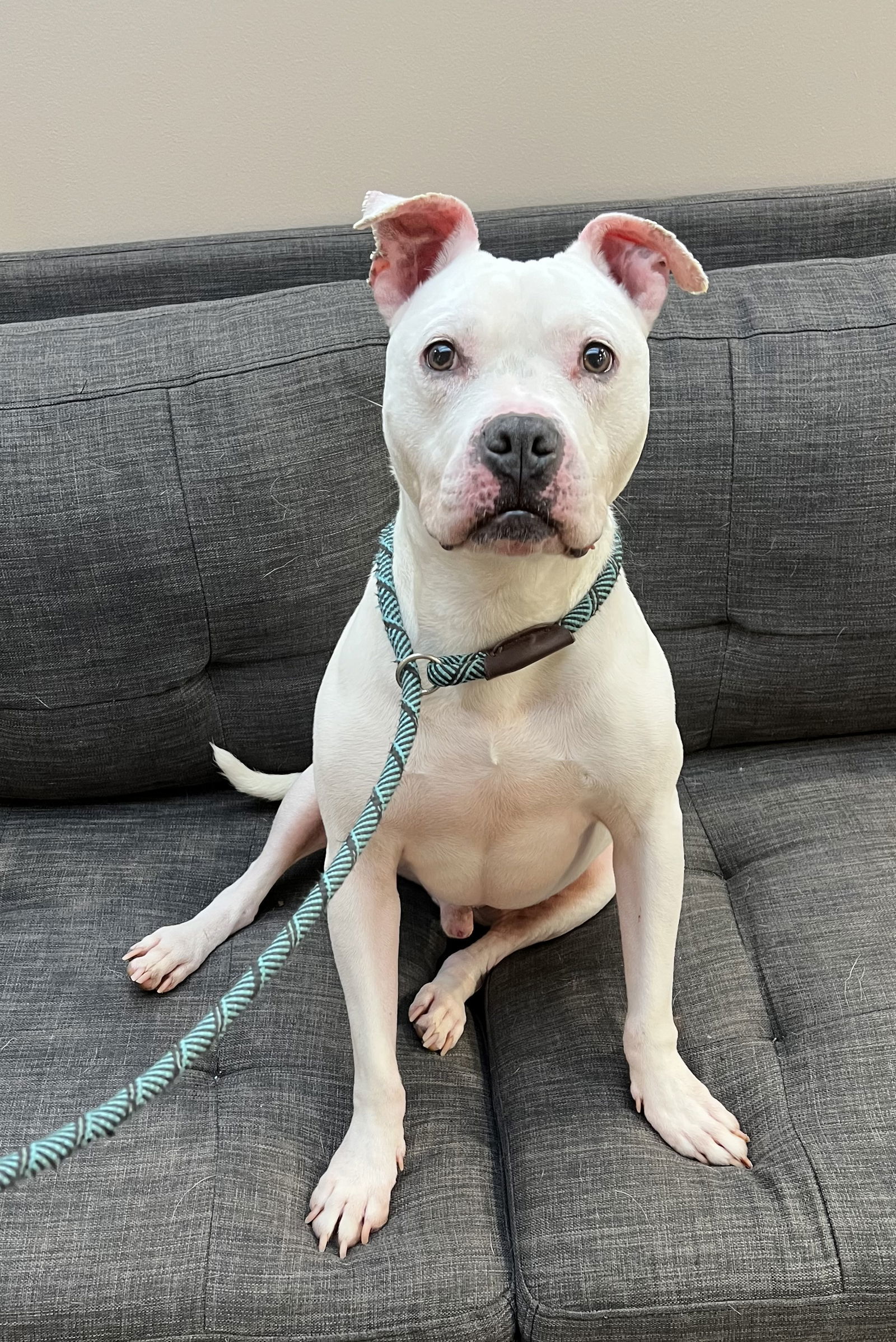 Cain, an adoptable Pit Bull Terrier in Lincoln, NE, 68506 | Photo Image 1