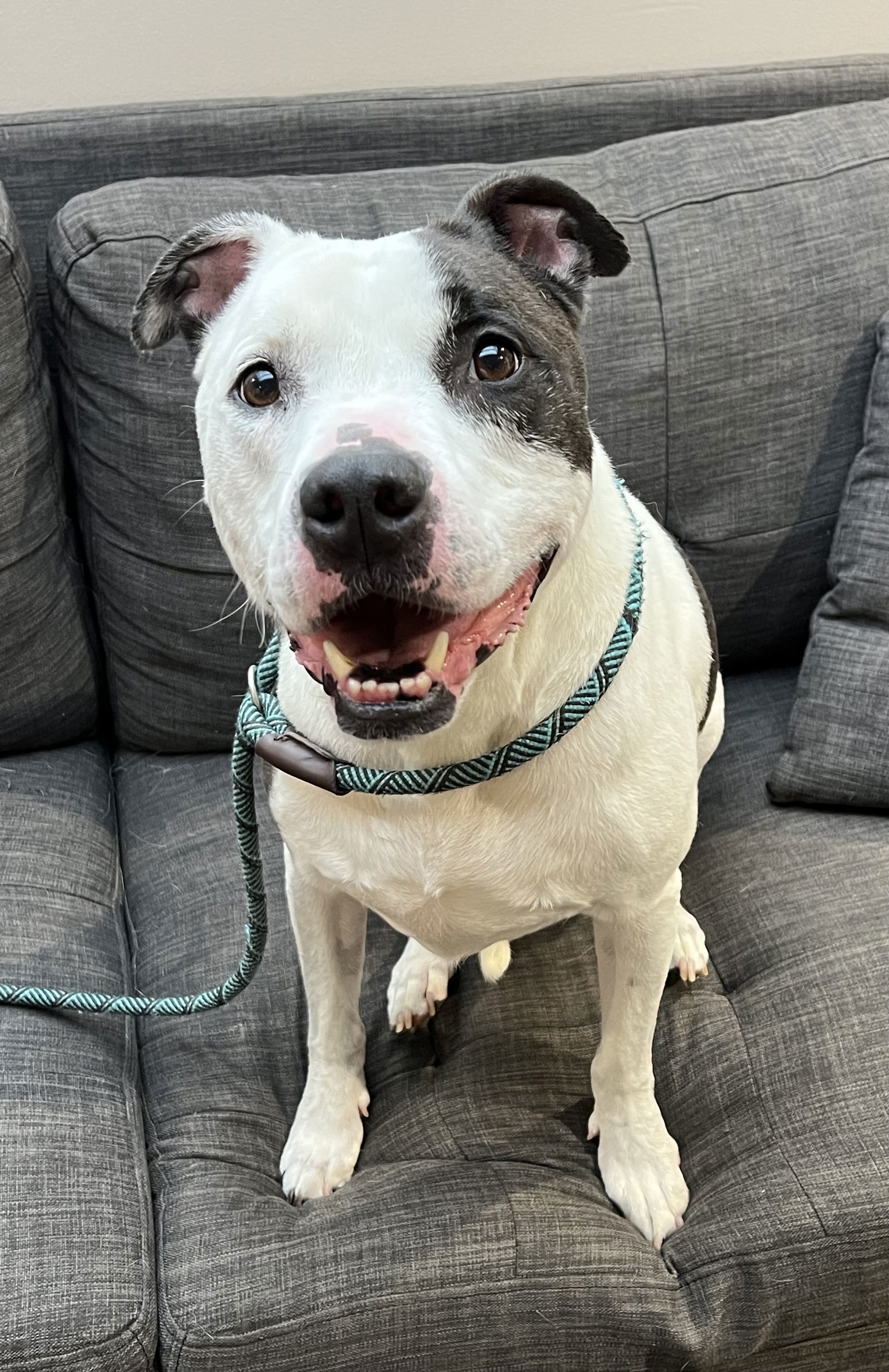 Ace, an adoptable Pit Bull Terrier in Lincoln, NE, 68506 | Photo Image 1