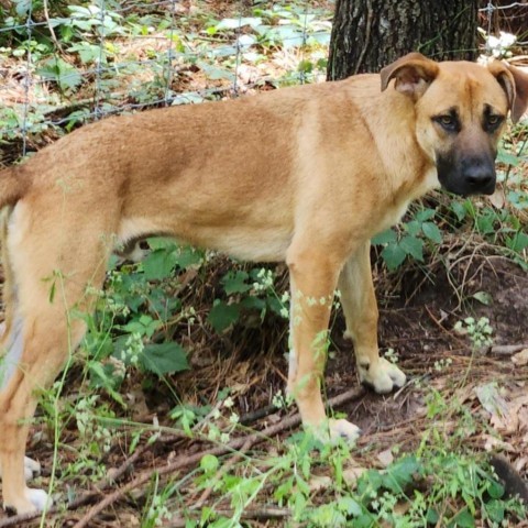 Bradford, an adoptable Black Mouth Cur, Labrador Retriever in Wadena, MN, 56482 | Photo Image 1