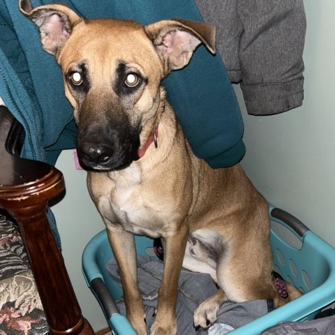 Bradford, an adoptable Black Mouth Cur, Labrador Retriever in Wadena, MN, 56482 | Photo Image 1