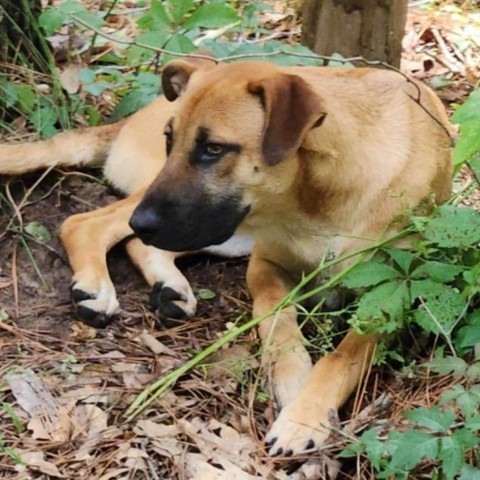 Bradford, an adoptable Black Mouth Cur, Labrador Retriever in Wadena, MN, 56482 | Photo Image 2