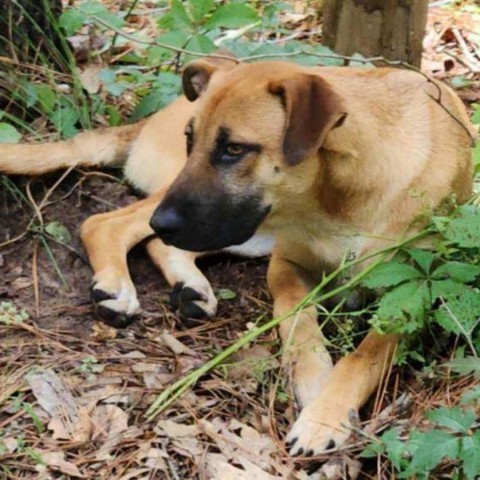 Bradford, an adoptable Black Mouth Cur, Labrador Retriever in Wadena, MN, 56482 | Photo Image 3