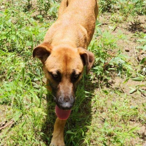 Bradford, an adoptable Black Mouth Cur, Labrador Retriever in Wadena, MN, 56482 | Photo Image 3