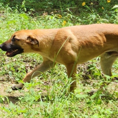 Bradford, an adoptable Black Mouth Cur, Labrador Retriever in Wadena, MN, 56482 | Photo Image 4