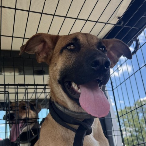 Bradford, an adoptable Black Mouth Cur, Labrador Retriever in Wadena, MN, 56482 | Photo Image 4