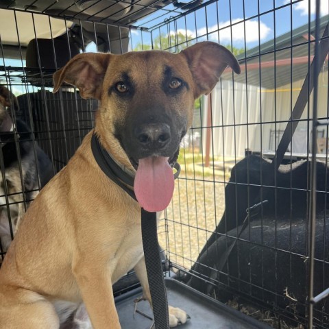 Bradford, an adoptable Black Mouth Cur, Labrador Retriever in Wadena, MN, 56482 | Photo Image 6