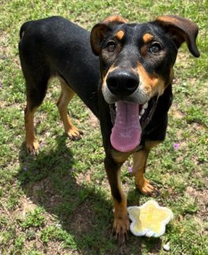 DRAKE Mixed Breed Dog