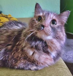 Tori AKA Princess TorTor is an extremely sweet 5-year-old long-haired dilute tortoiseshell lap