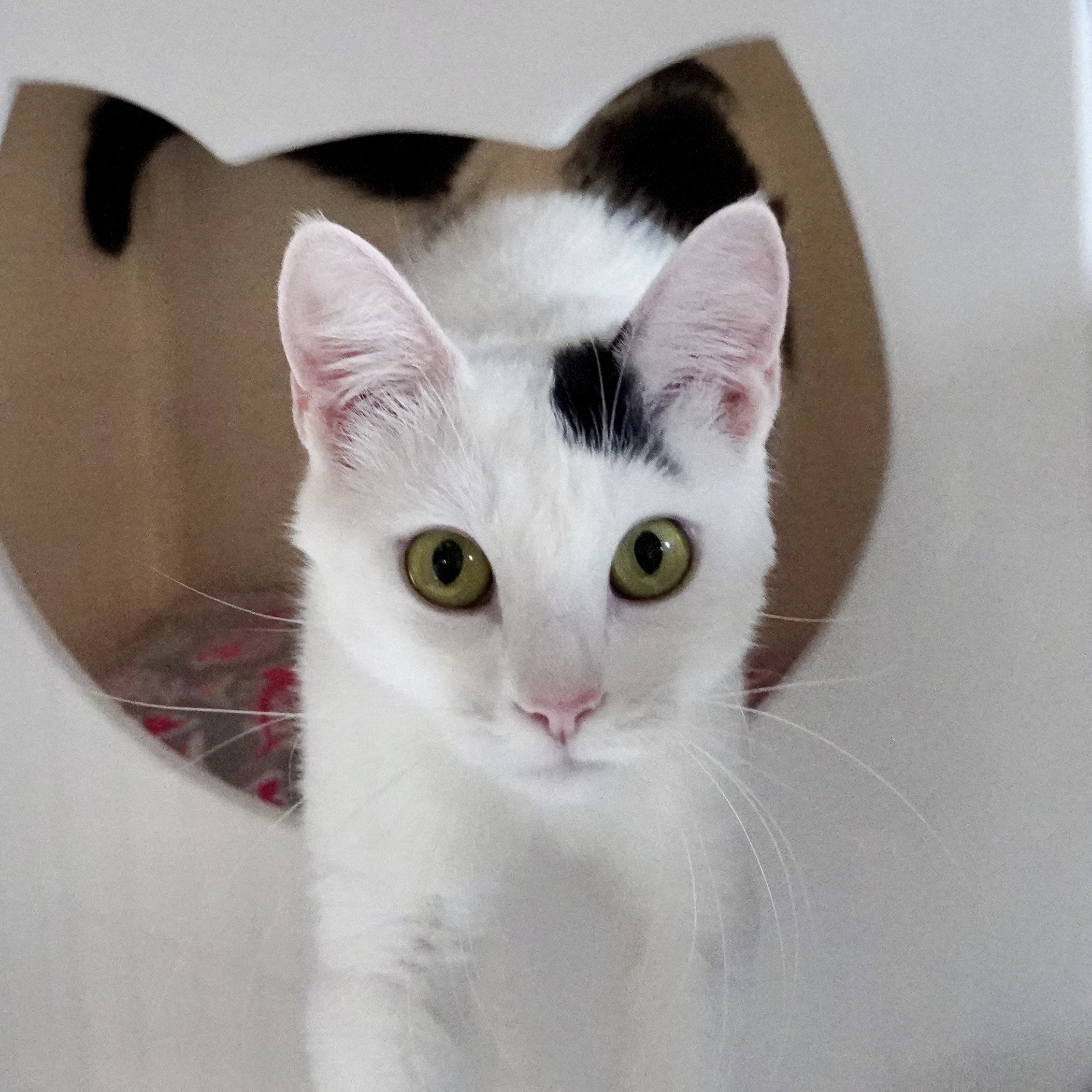 Miss Yvonne, an adoptable Turkish Van in Santa Fe, NM, 87501 | Photo Image 1