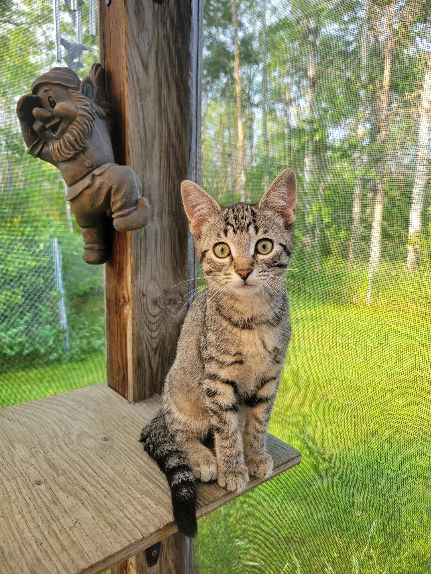 Rachel, an adoptable Domestic Short Hair in Steinbach, MB, R5G 2B2 | Photo Image 1