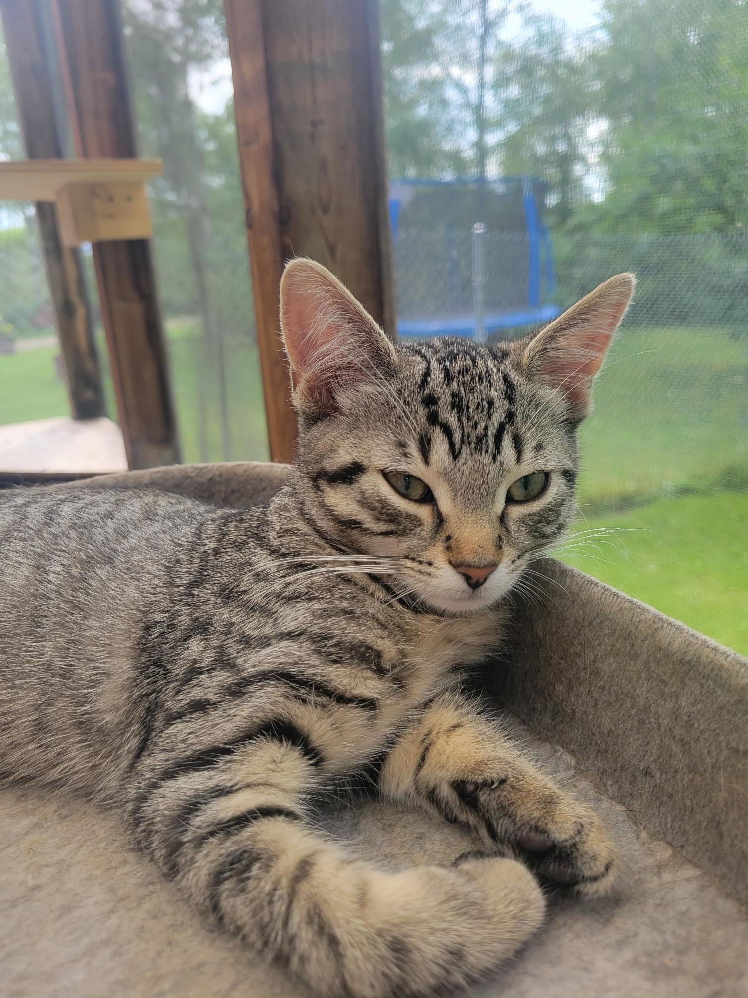 Rachel, an adoptable Domestic Short Hair in Steinbach, MB, R5G 2B2 | Photo Image 3