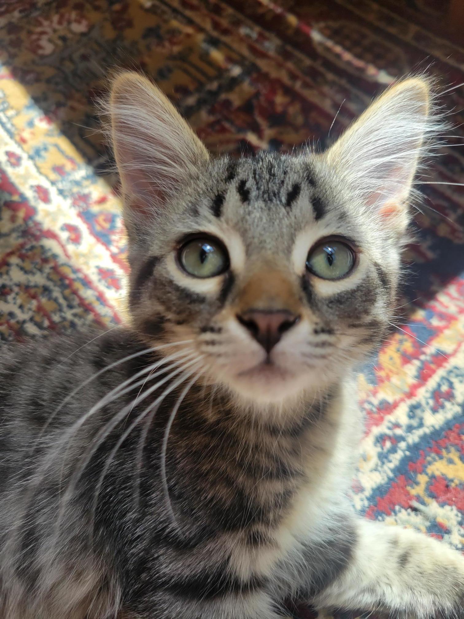 Ross, an adoptable Domestic Medium Hair in Steinbach, MB, R5G 2B2 | Photo Image 1