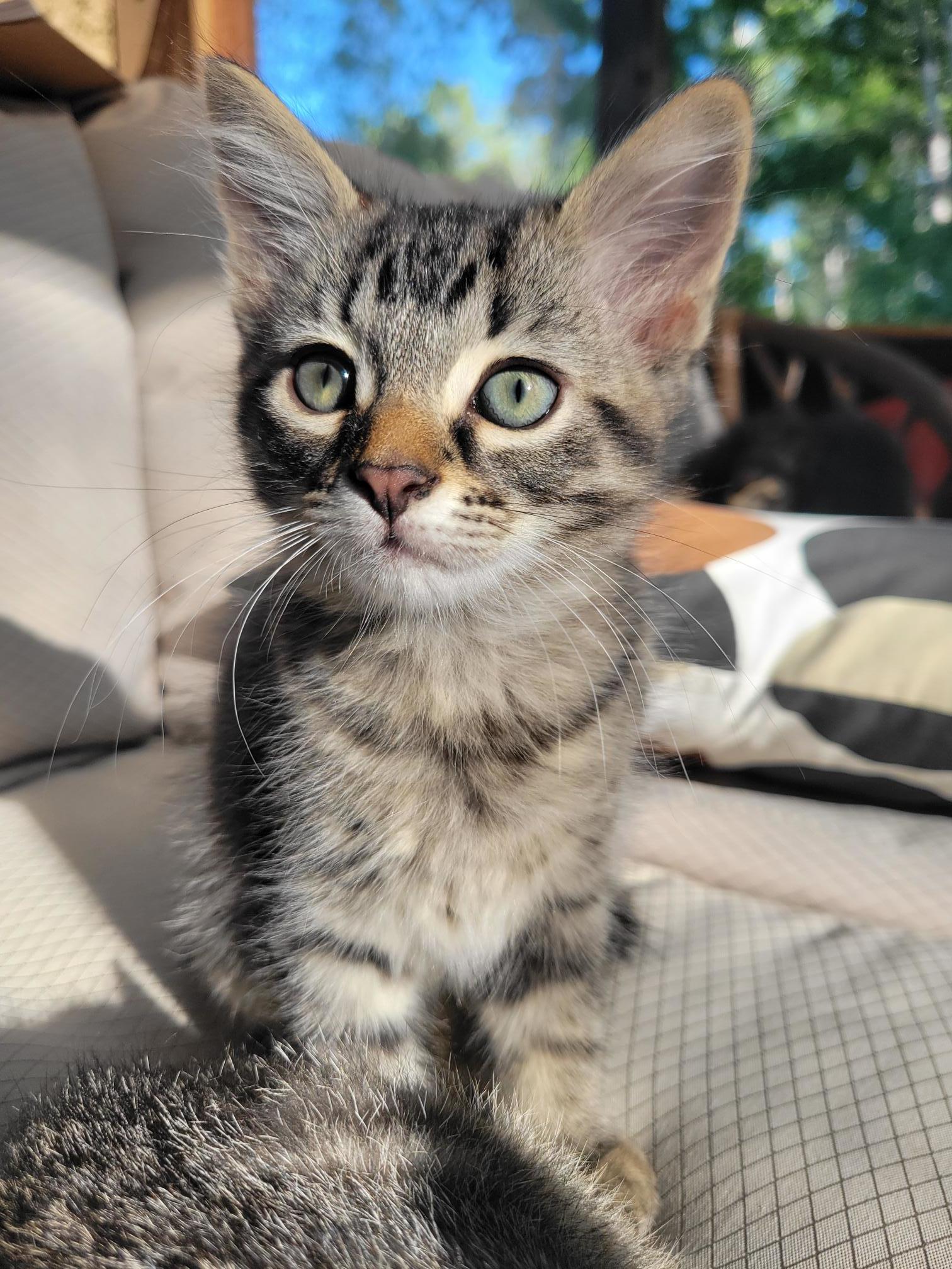 Ross, an adoptable Domestic Medium Hair in Steinbach, MB, R5G 2B2 | Photo Image 3