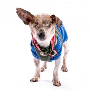Tito 11799 Chihuahua Dog