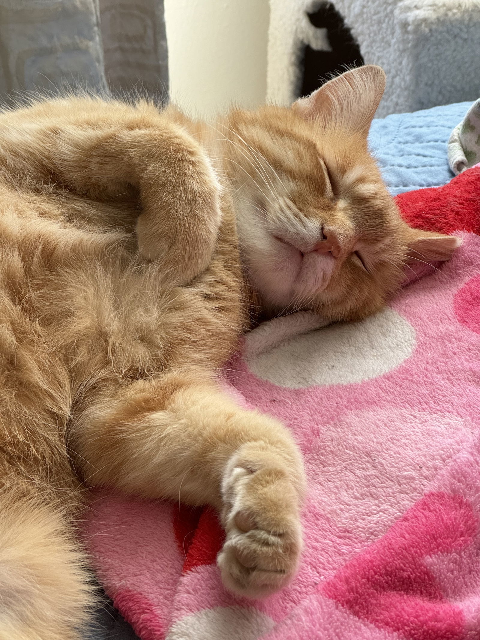 Chester, an adoptable Domestic Short Hair in O'Fallon, MO, 63366 | Photo Image 1
