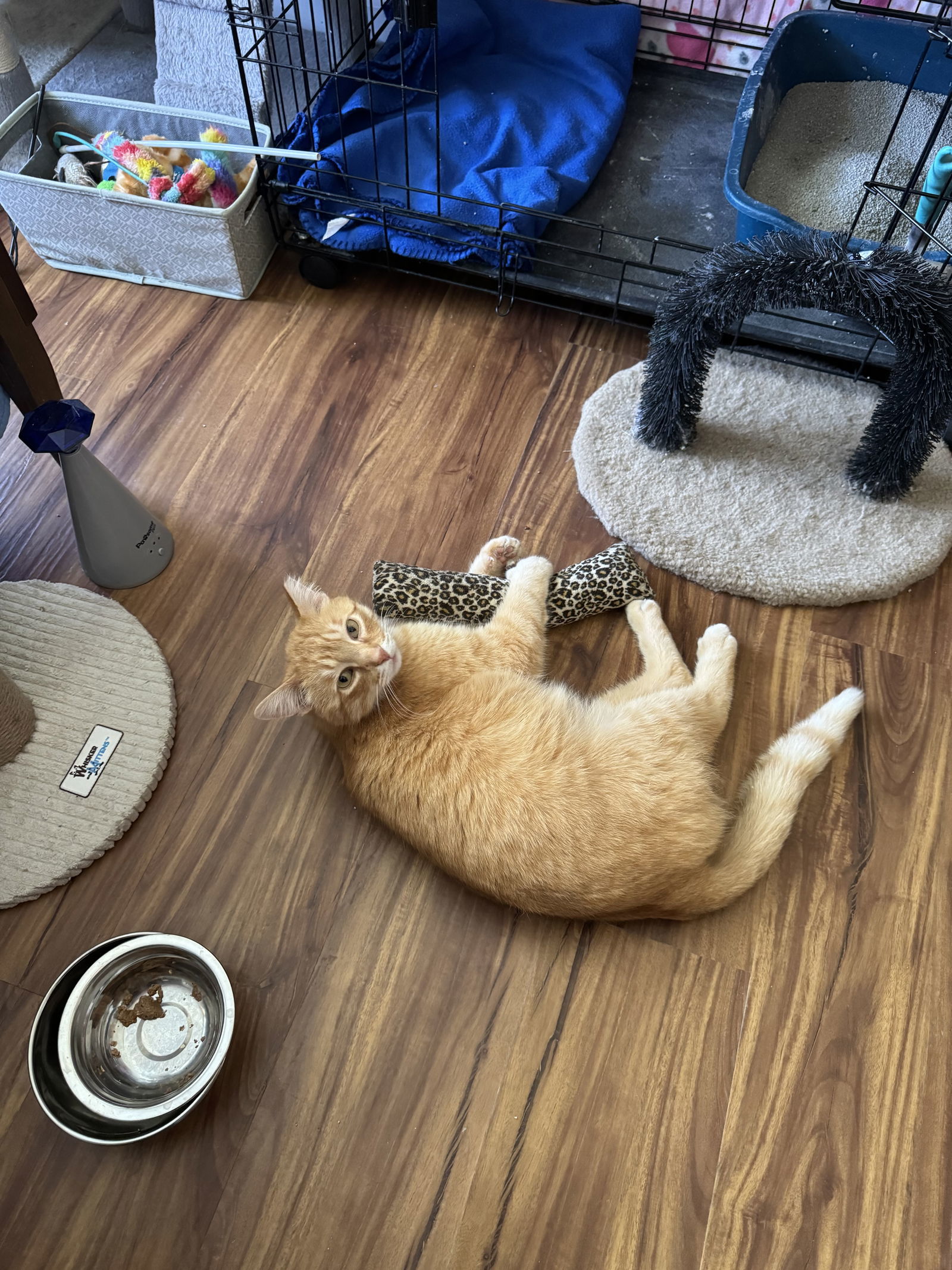 Chester, an adoptable Domestic Short Hair in O'Fallon, MO, 63366 | Photo Image 2