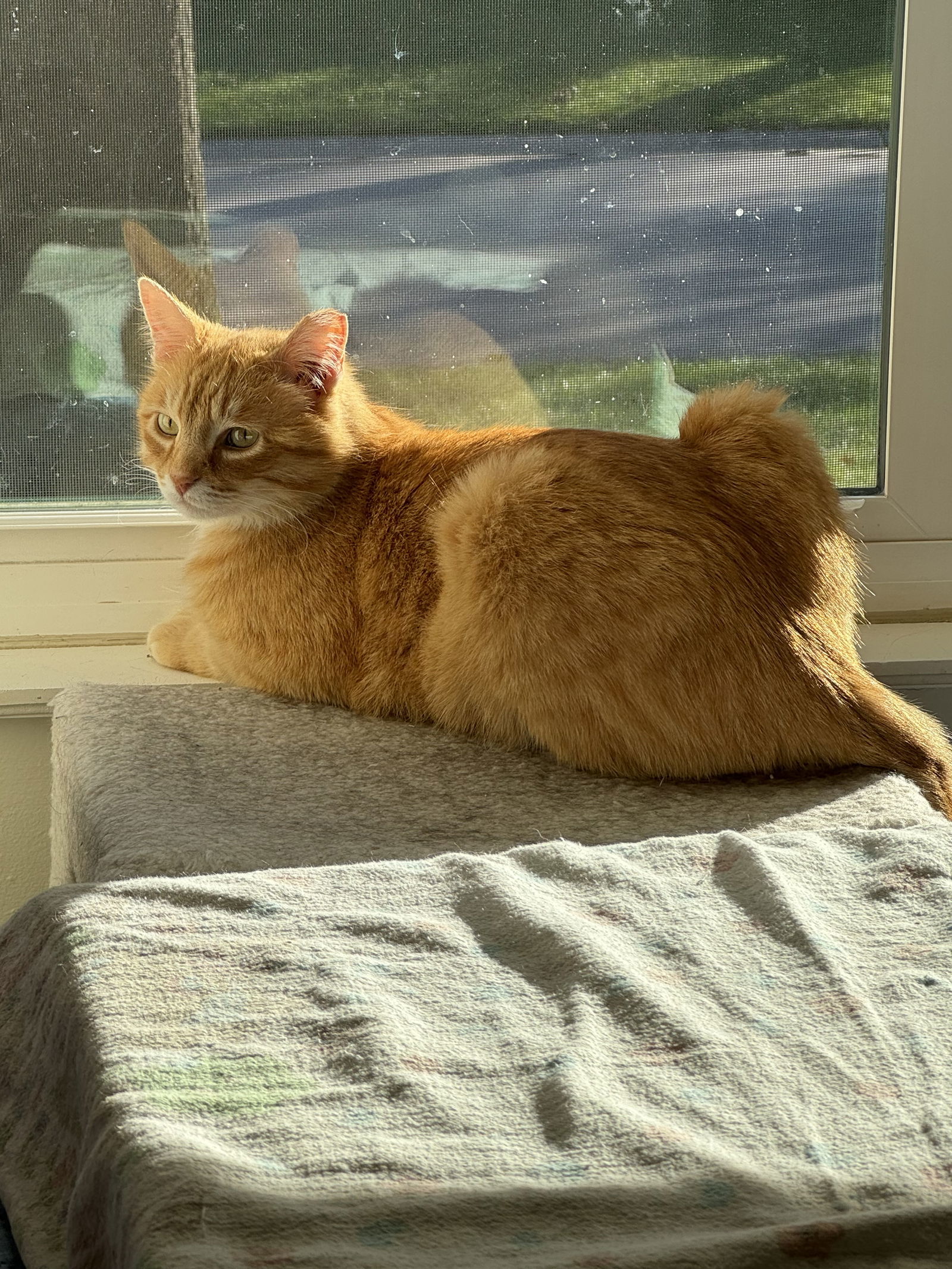 Chester, an adoptable Domestic Short Hair in O'Fallon, MO, 63366 | Photo Image 3