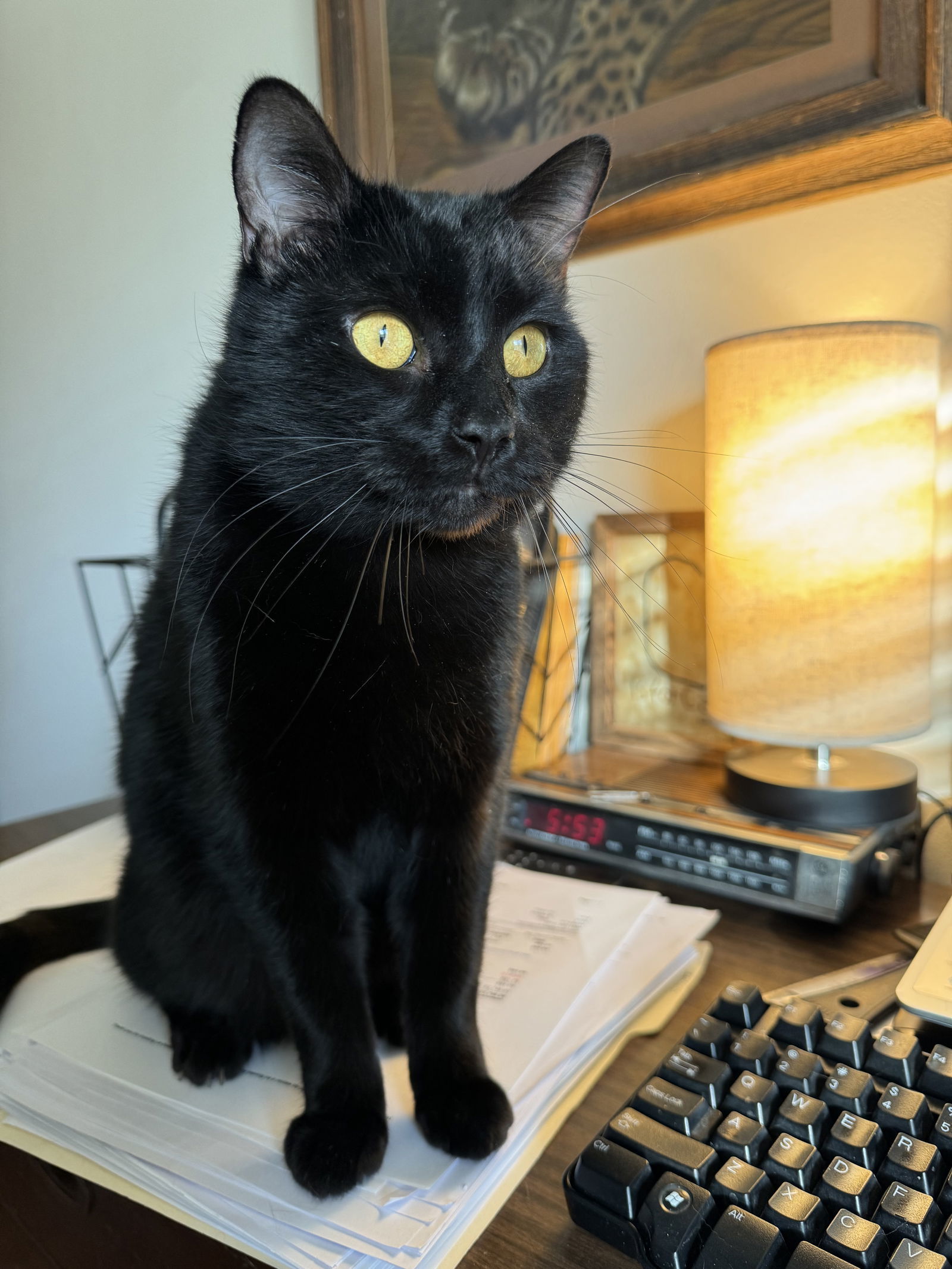 Draco, an adoptable Domestic Short Hair in O'Fallon, MO, 63366 | Photo Image 1