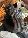 Draco photo 2