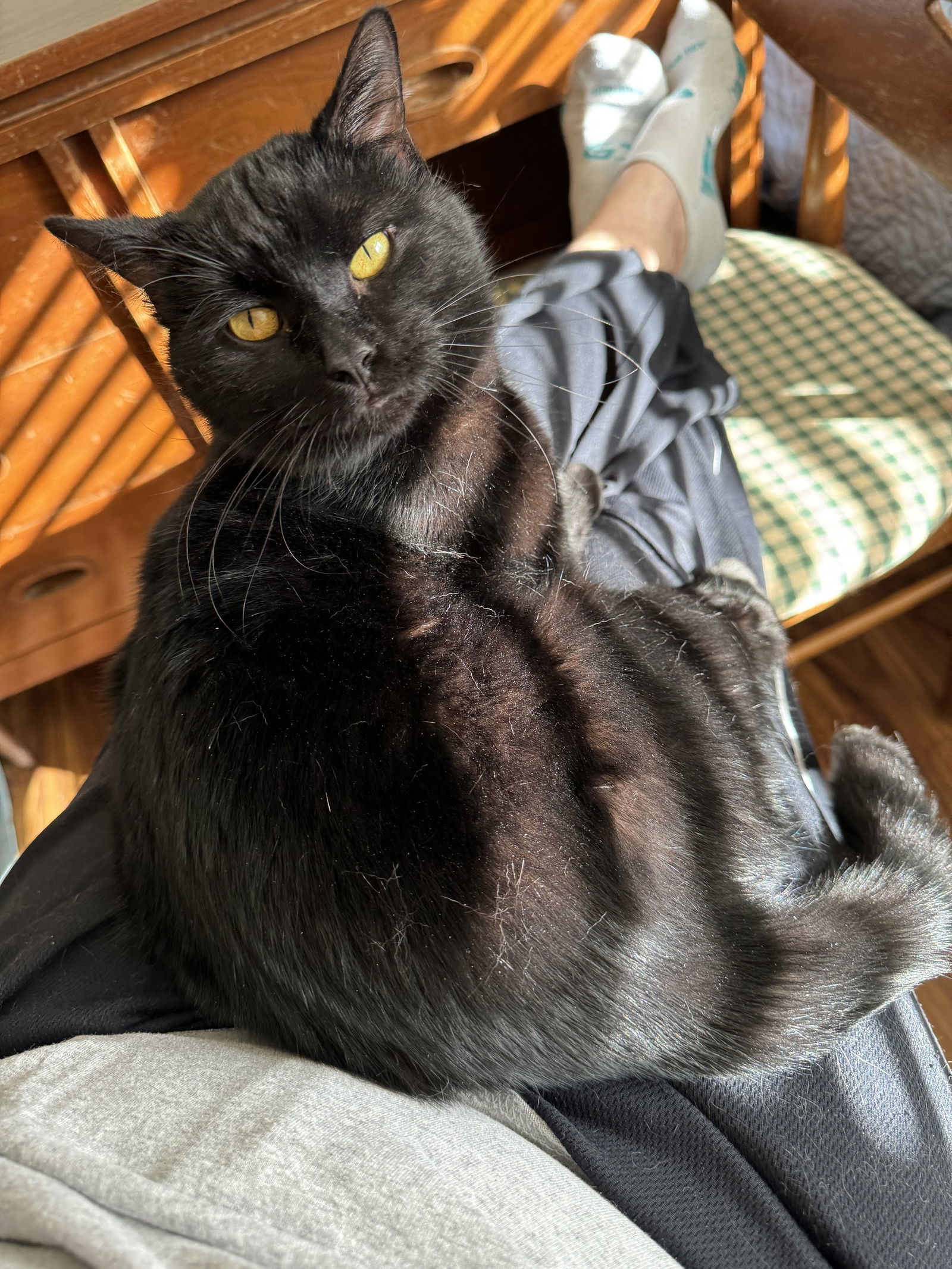 Draco, an adoptable Domestic Short Hair in O'Fallon, MO, 63366 | Photo Image 2