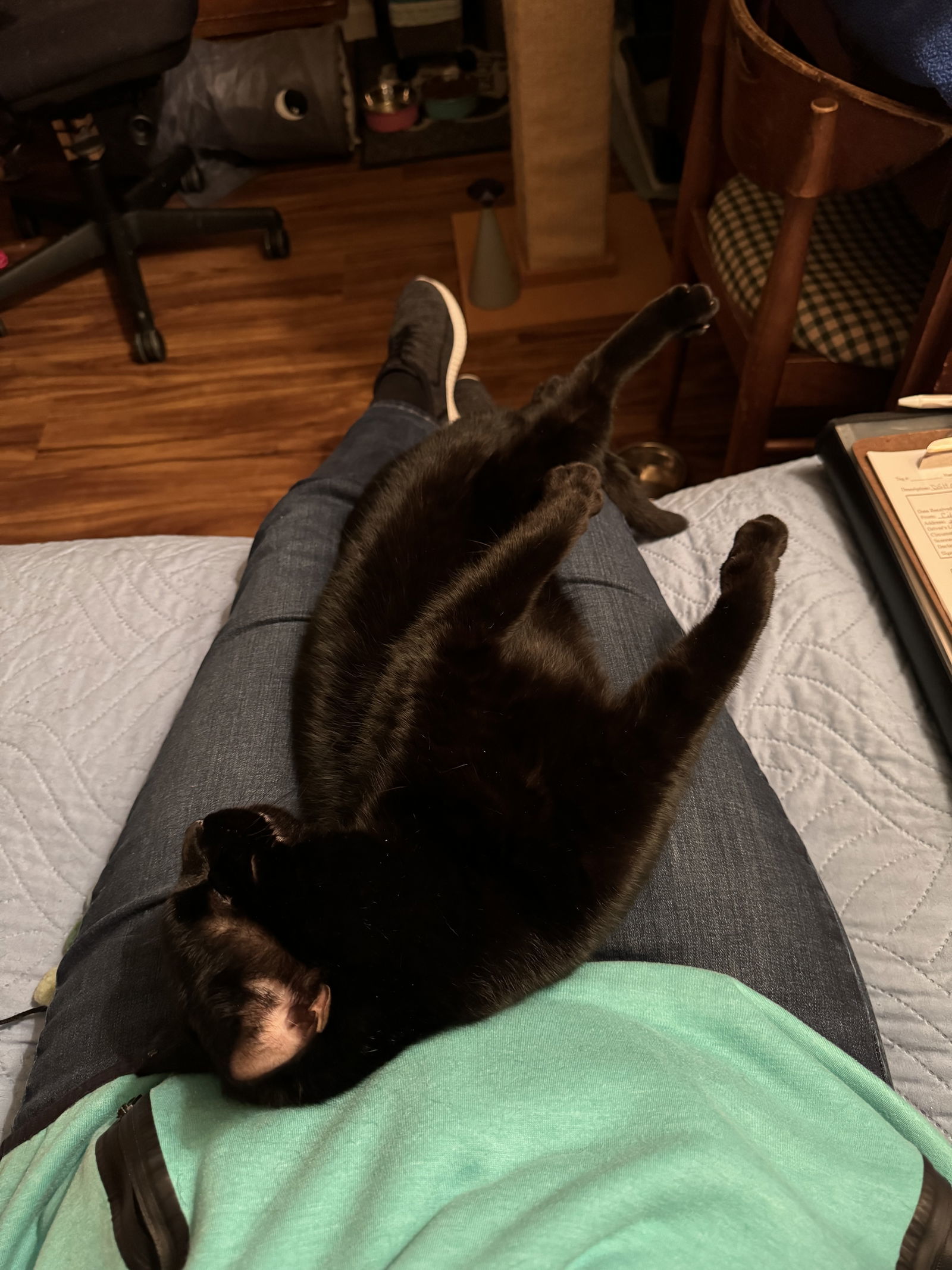 Draco, an adoptable Domestic Short Hair in O'Fallon, MO, 63366 | Photo Image 3