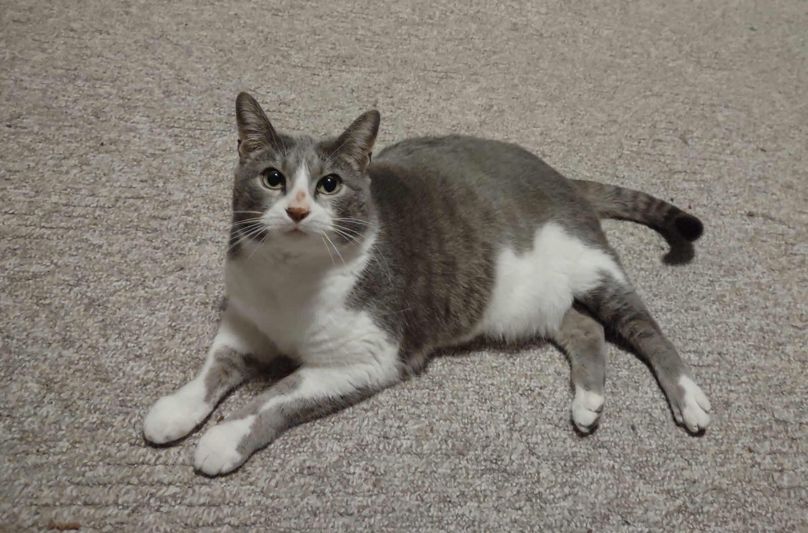 Sunny Dee, an adoptable Domestic Short Hair in O'Fallon, MO, 63366 | Photo Image 1